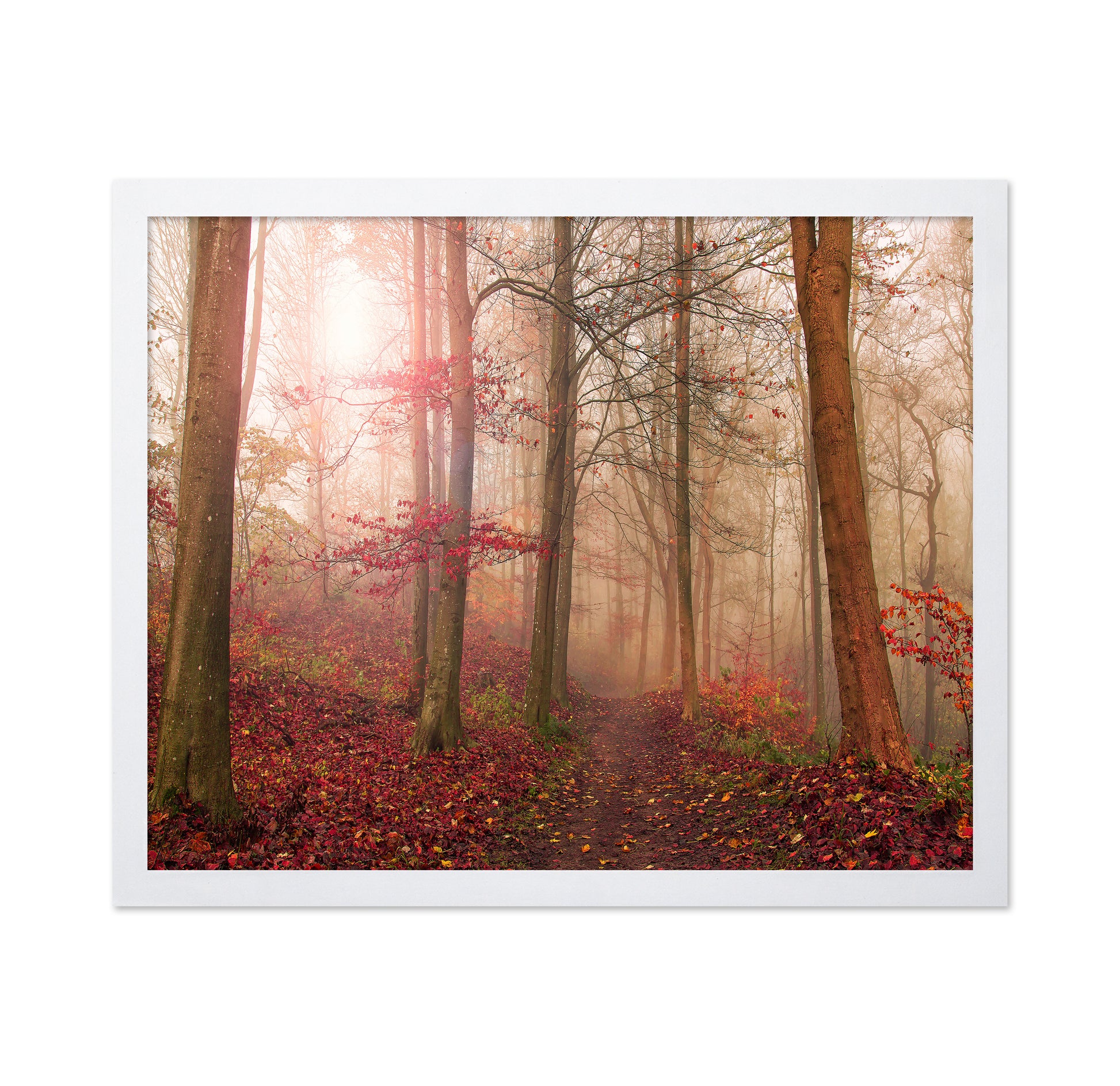 Forest Scene