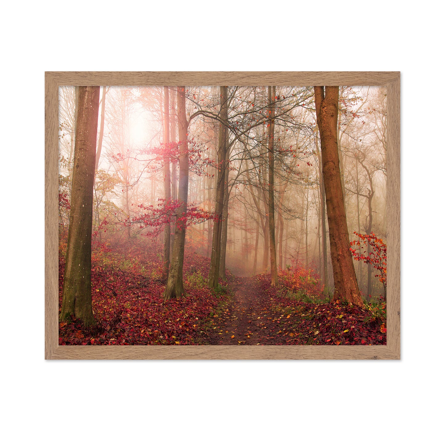 Forest Scene