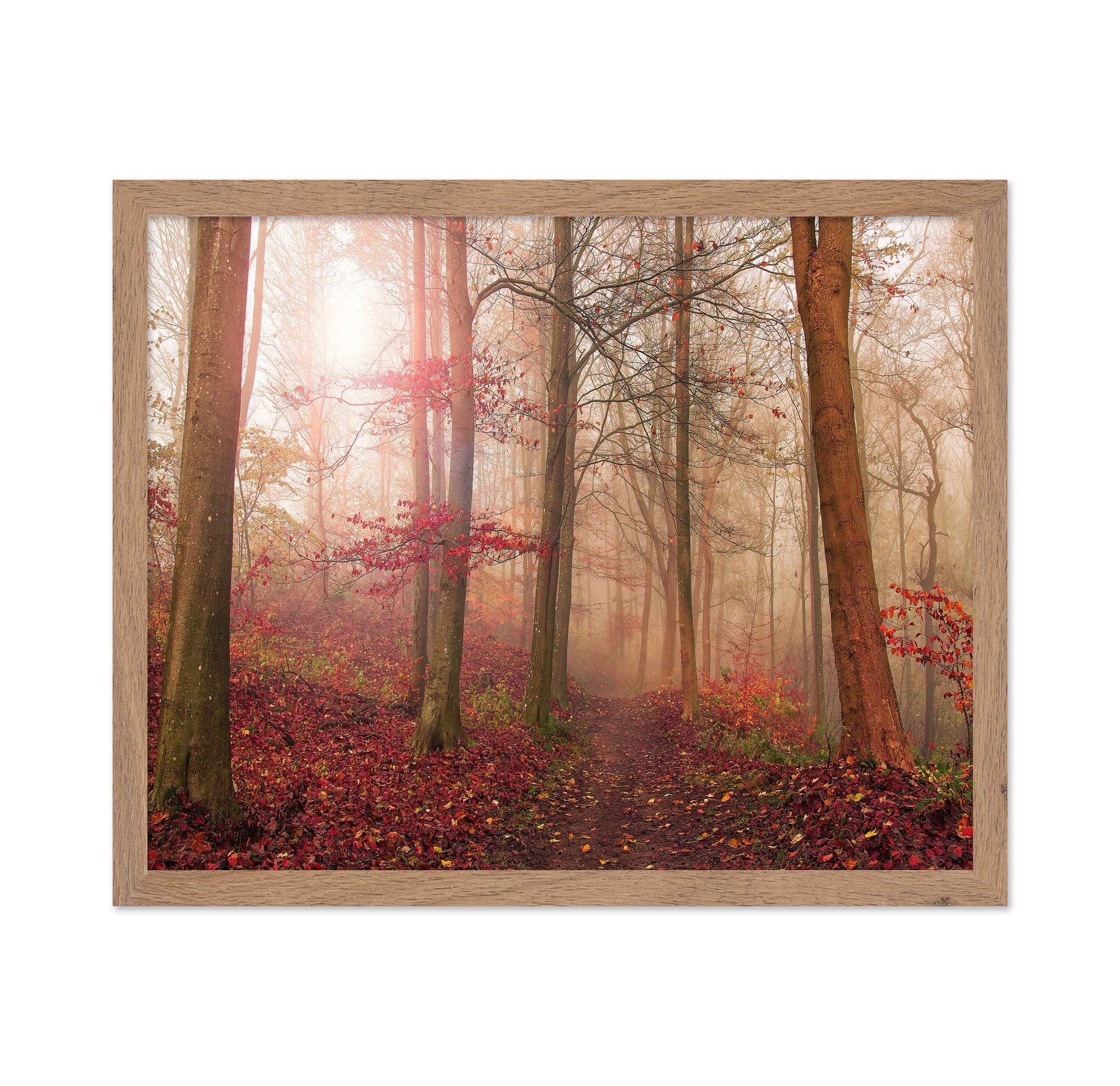 Forest Scene
