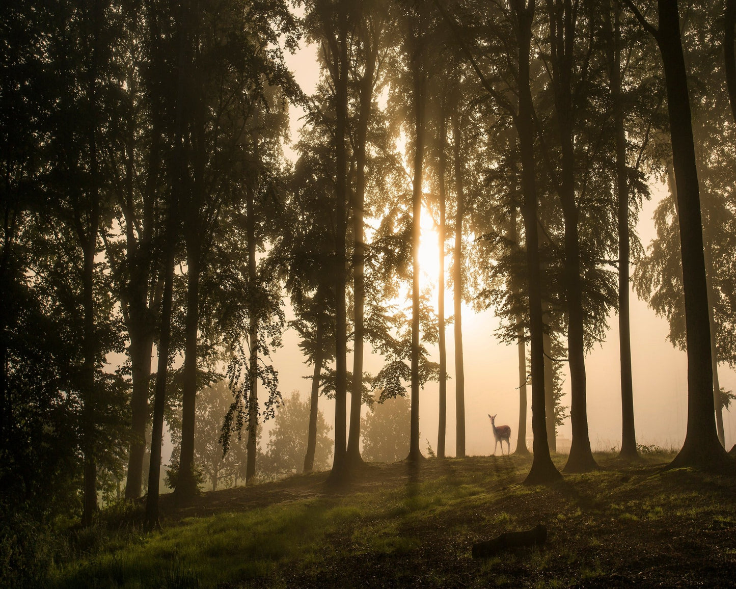 Deer in the Morning Mist
