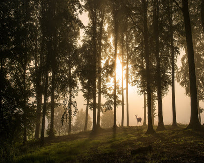 Deer in the Morning Mist