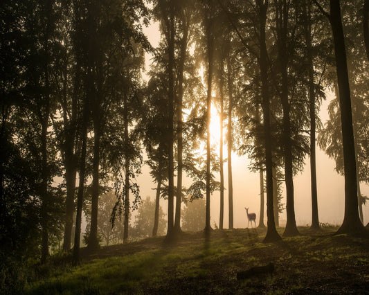 Deer in the Morning Mist