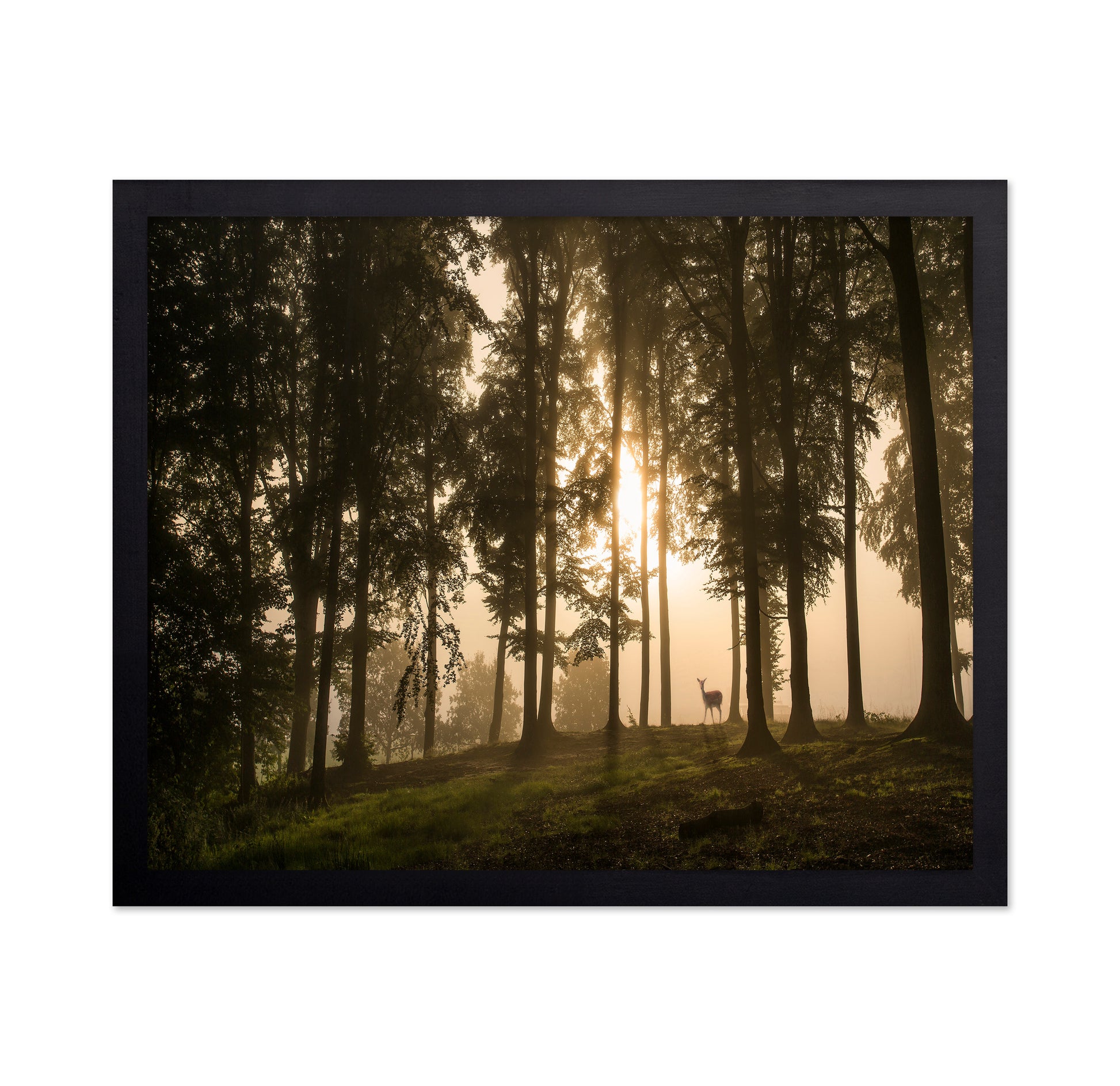 Deer in the Morning Mist