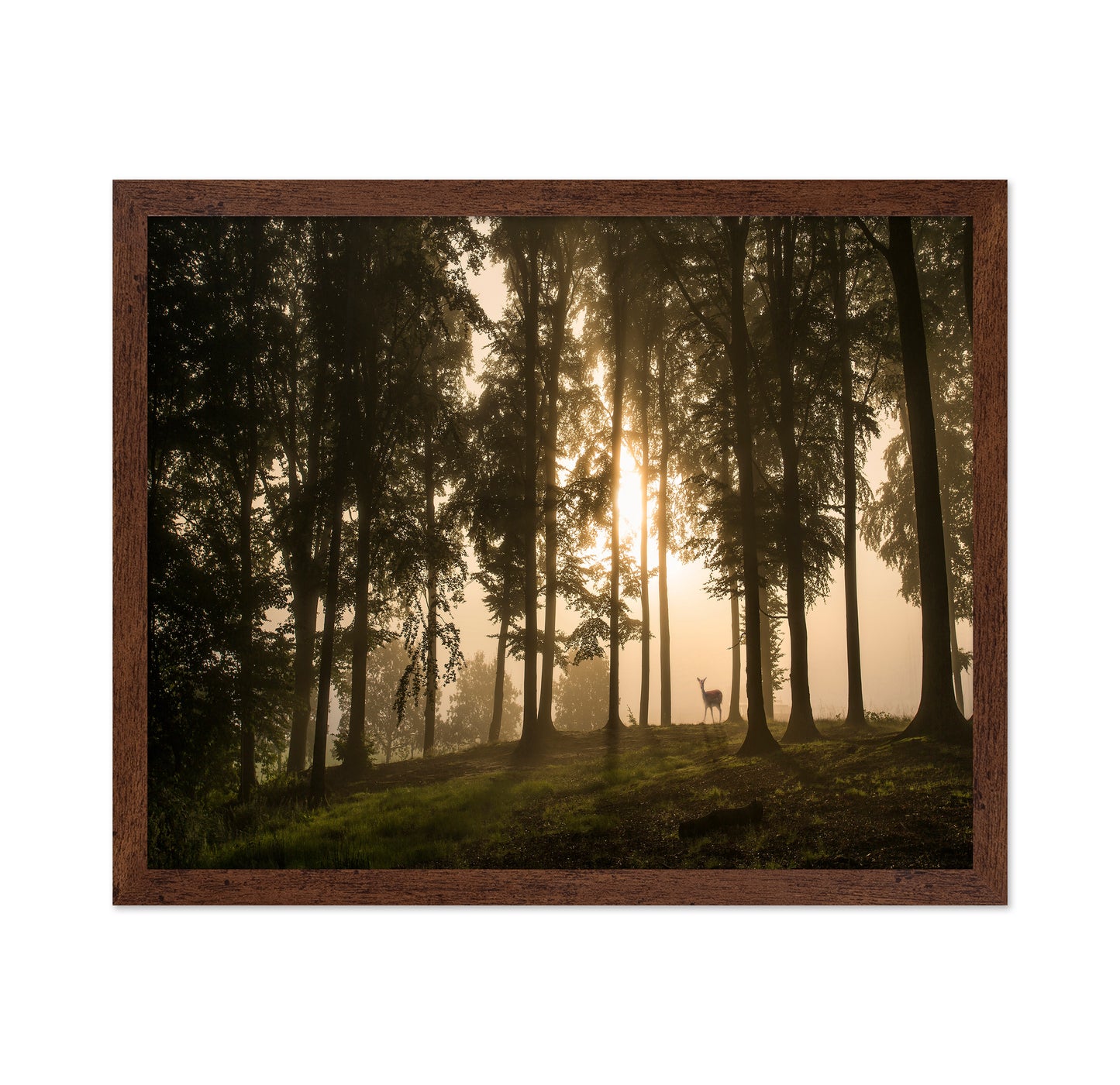 Deer in the Morning Mist
