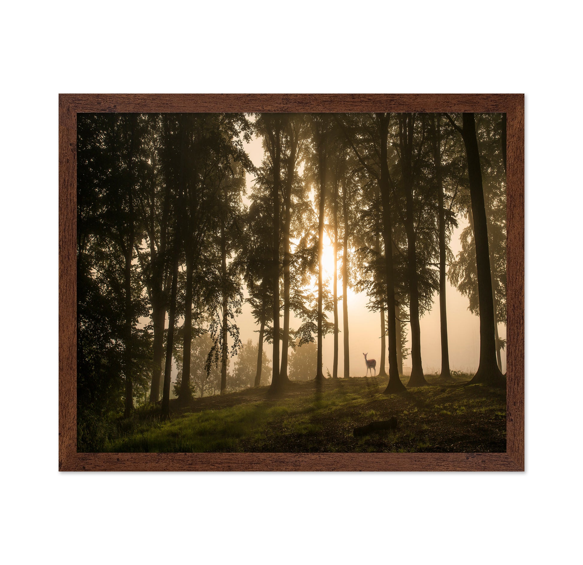 Deer in the Morning Mist