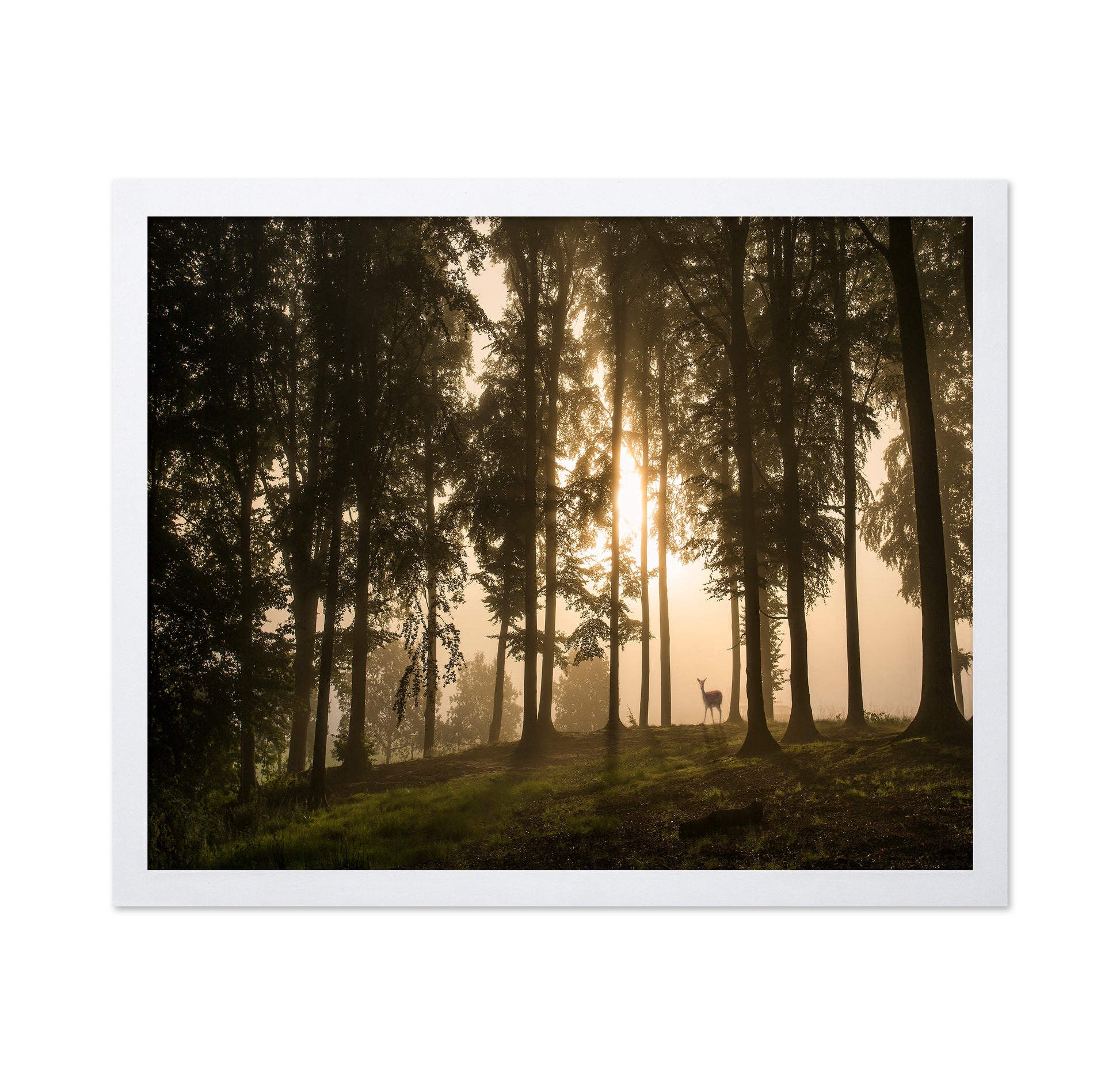 Deer in the Morning Mist
