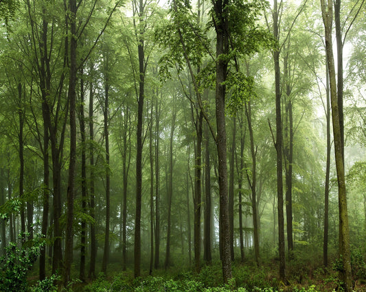 Forest View No 1
