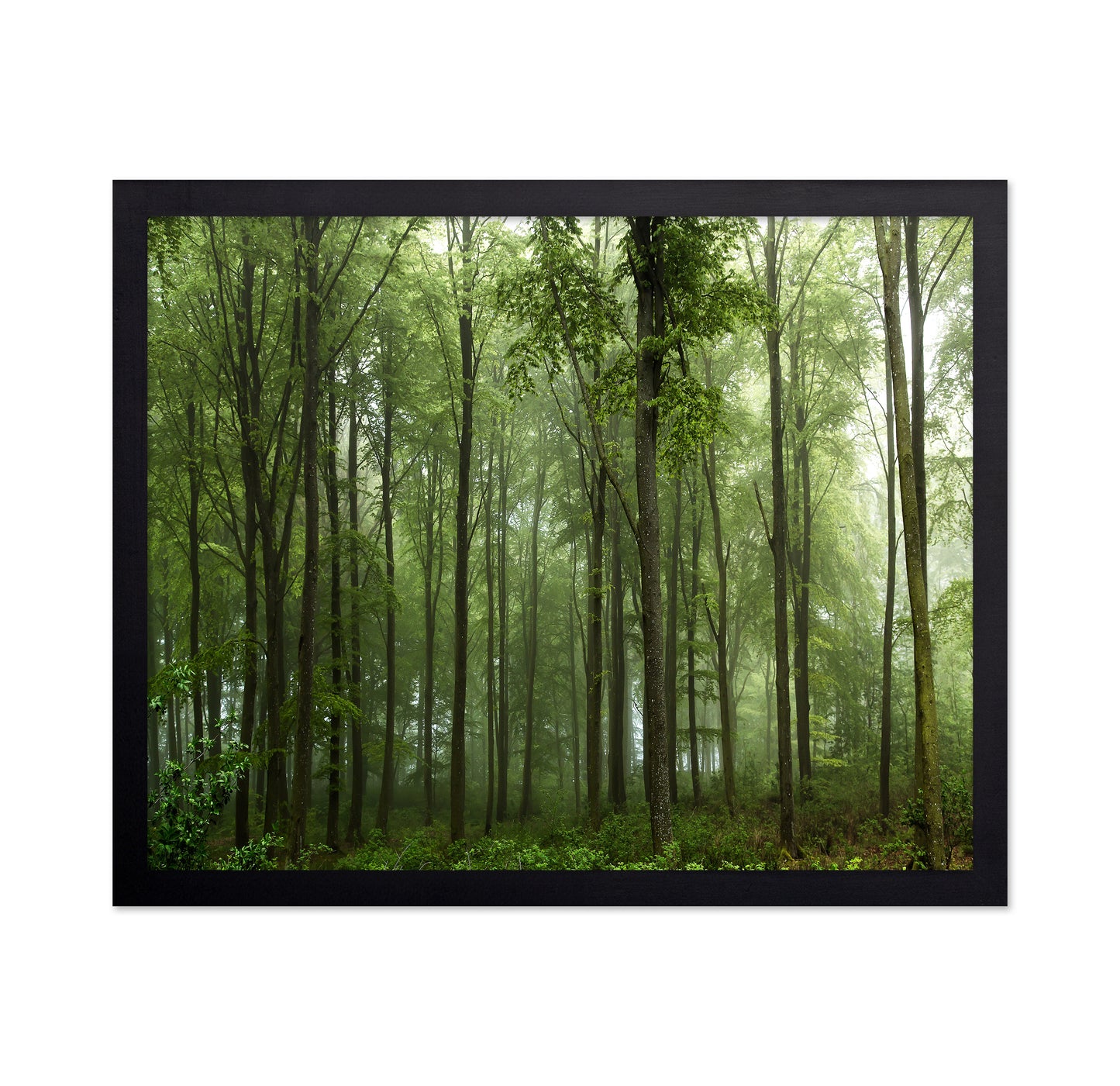 Forest View No 1