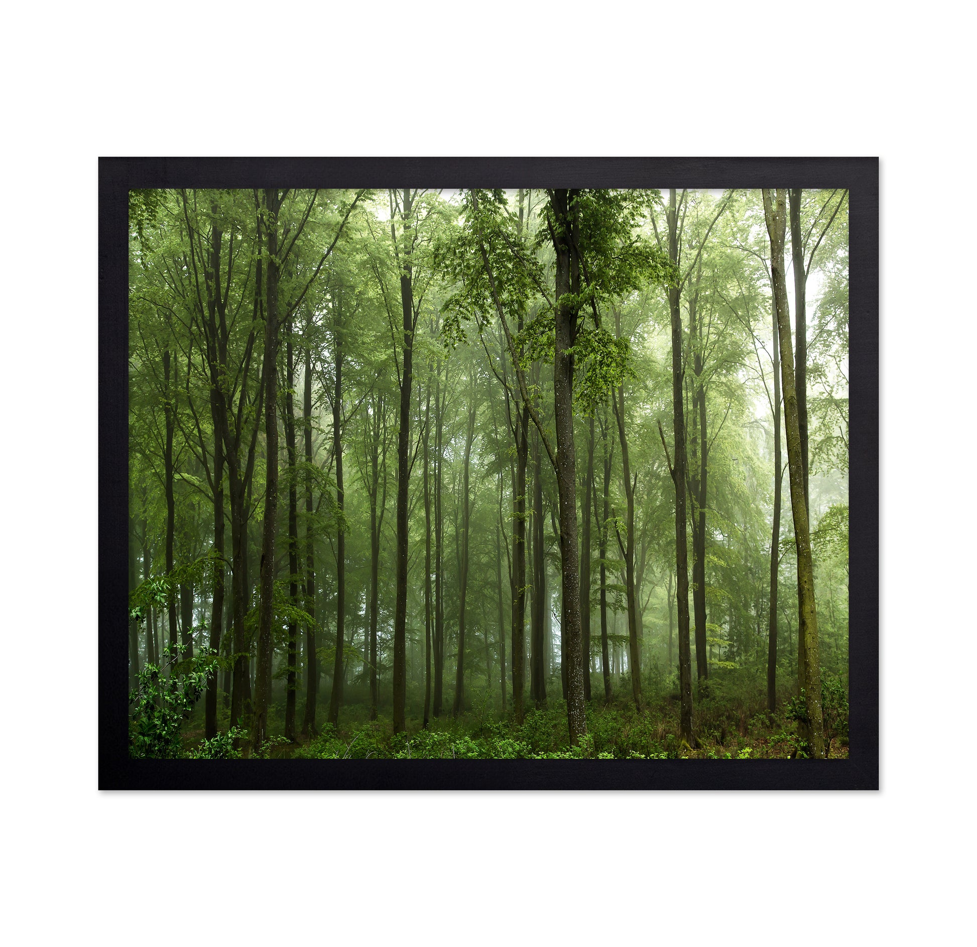 Forest View No 1