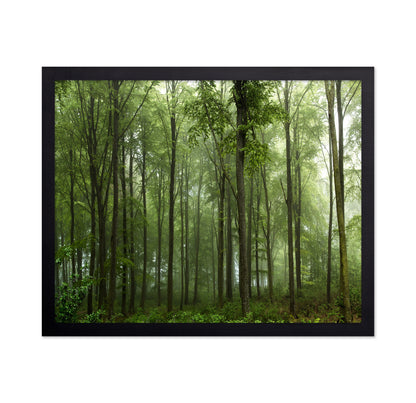 Forest View No 1