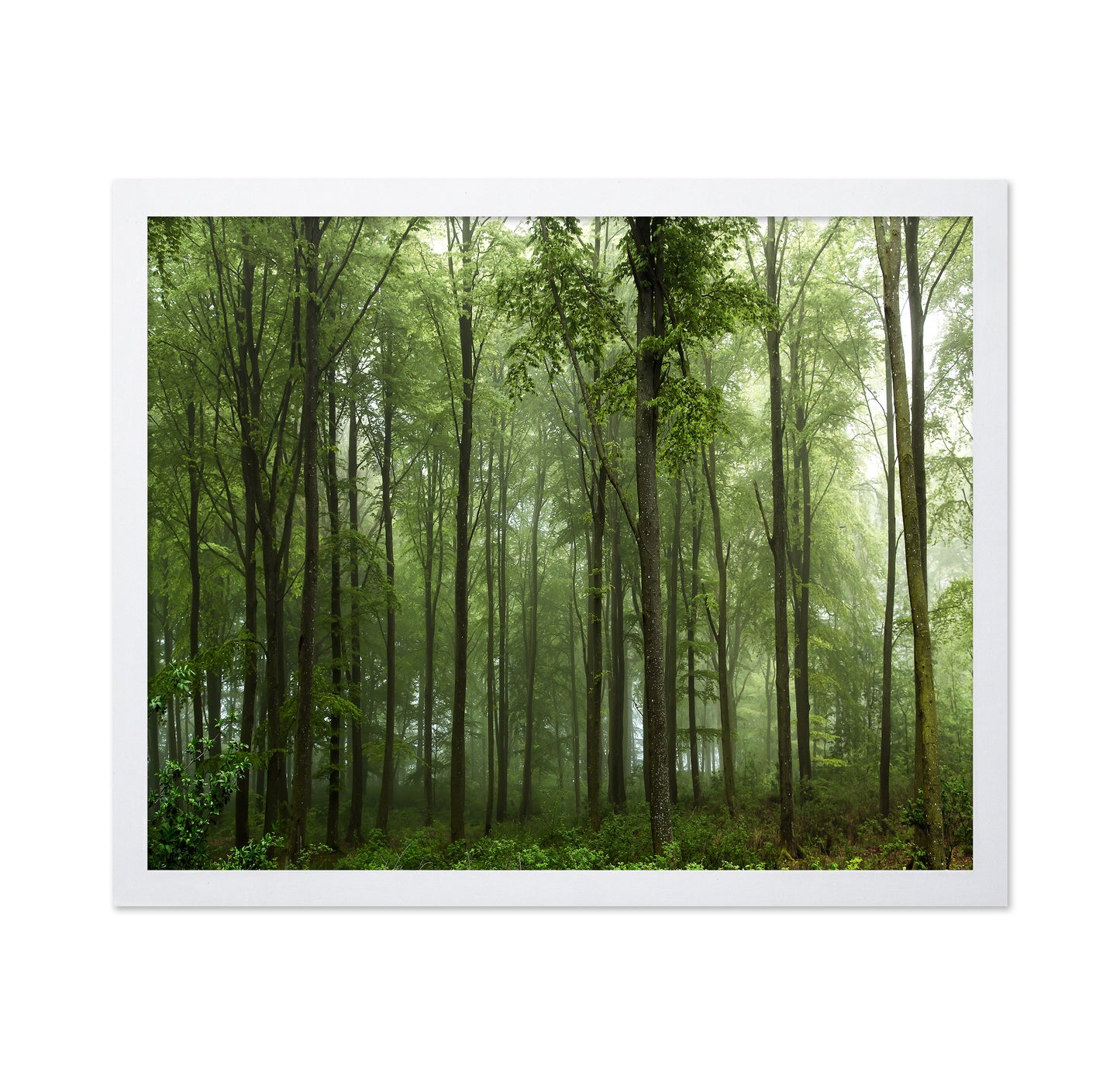 Forest View No 1
