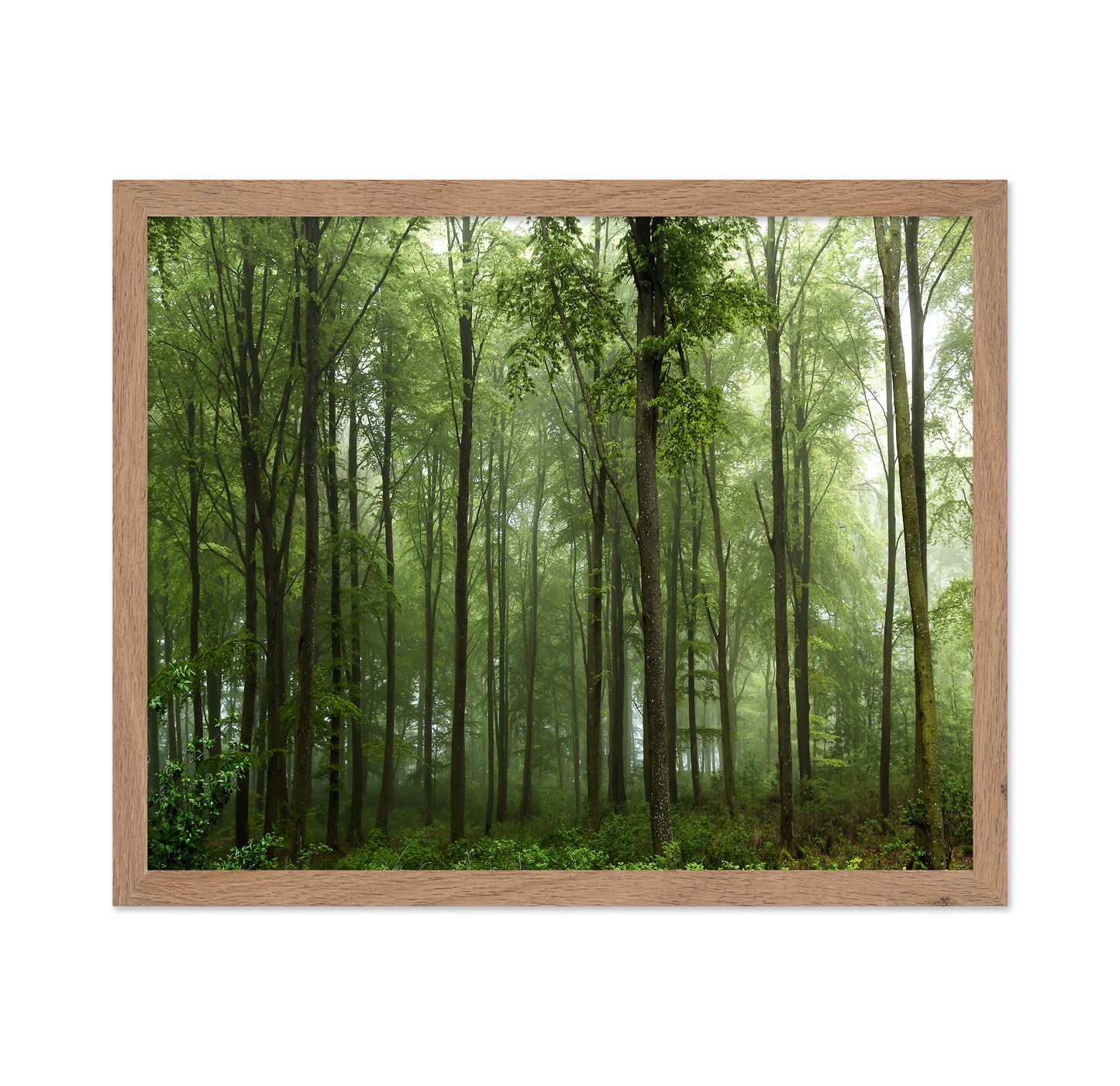 Forest View No 1