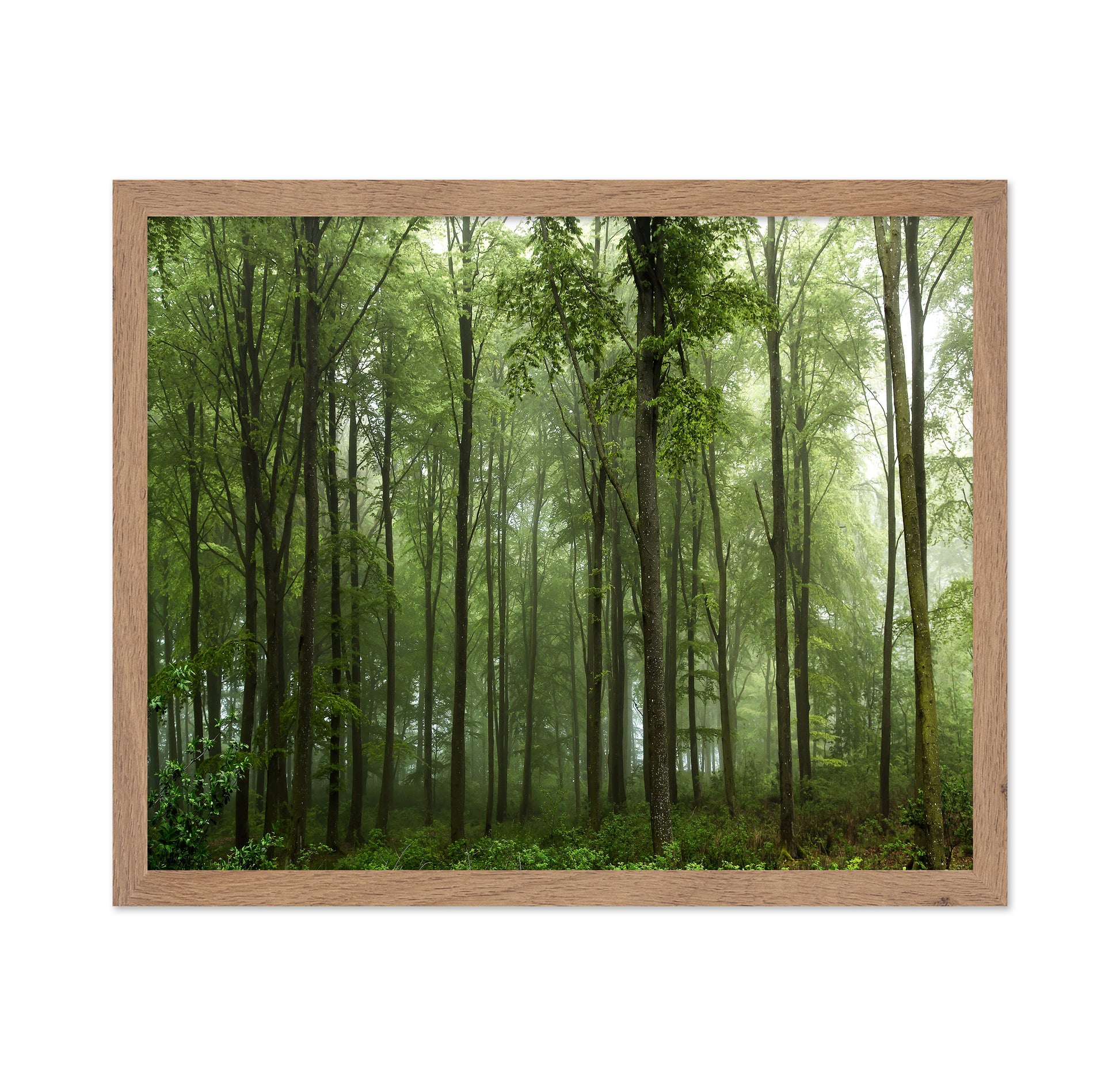 Forest View No 1