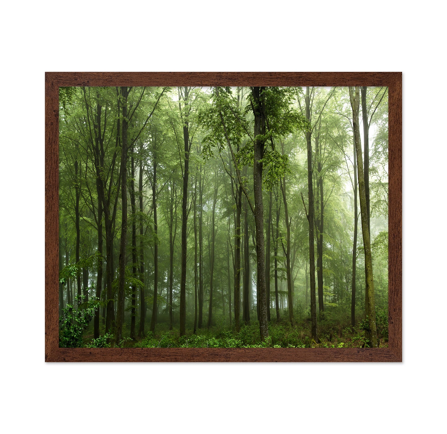Forest View No 1
