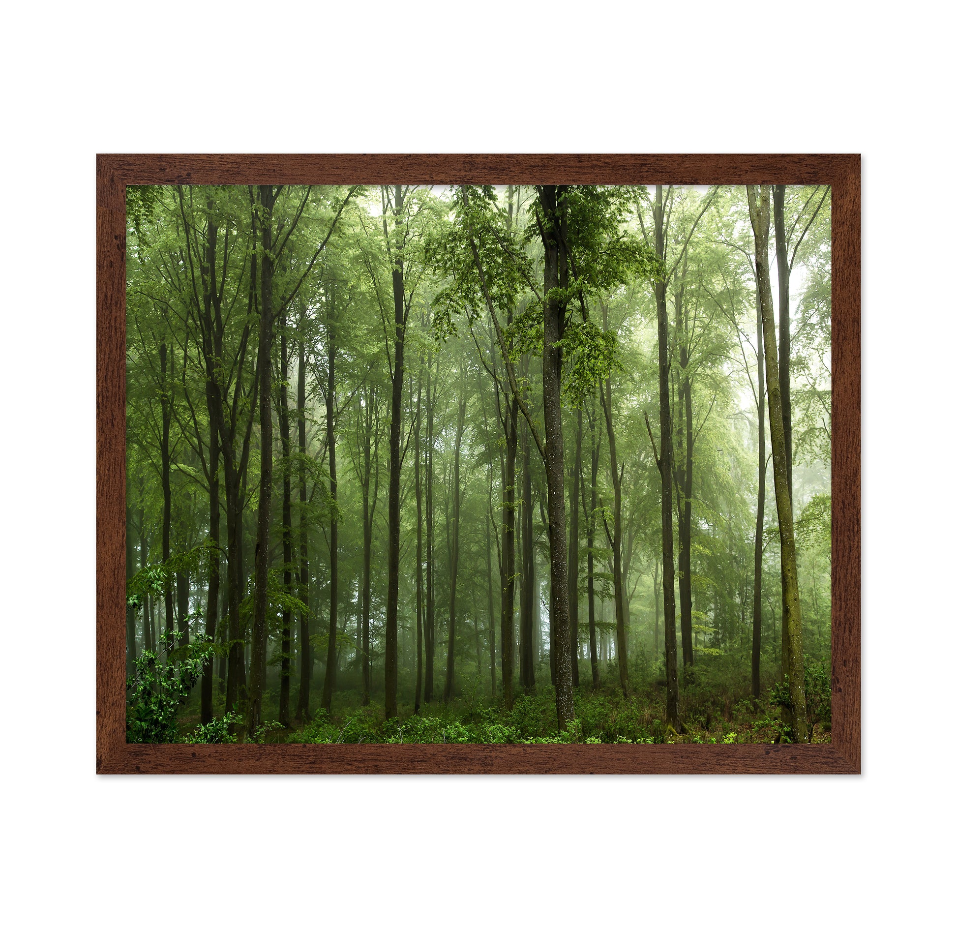 Forest View No 1