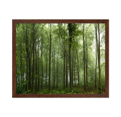 Forest View No 1