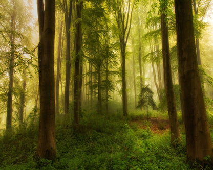 The Little Tree