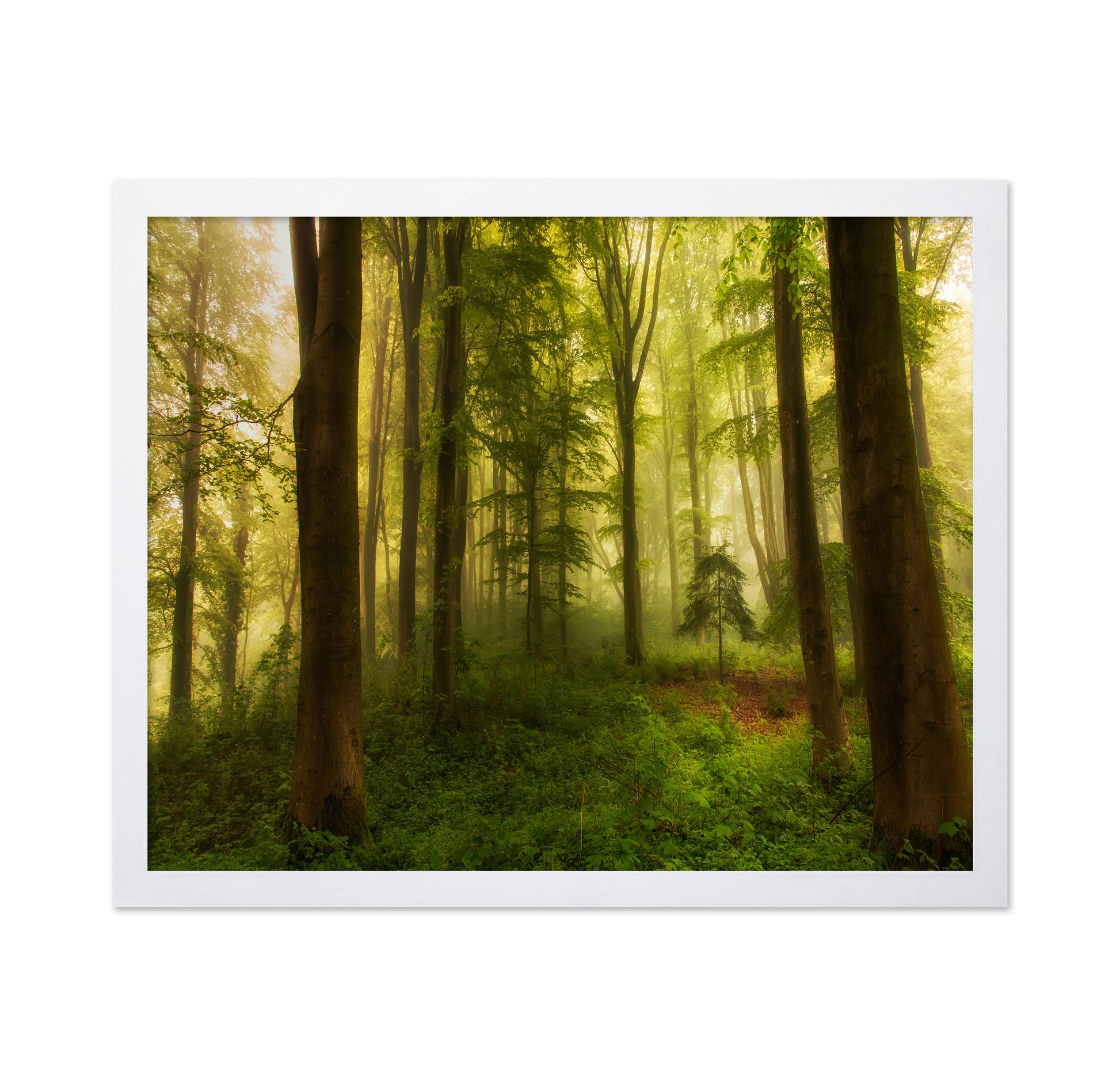 The Little Tree