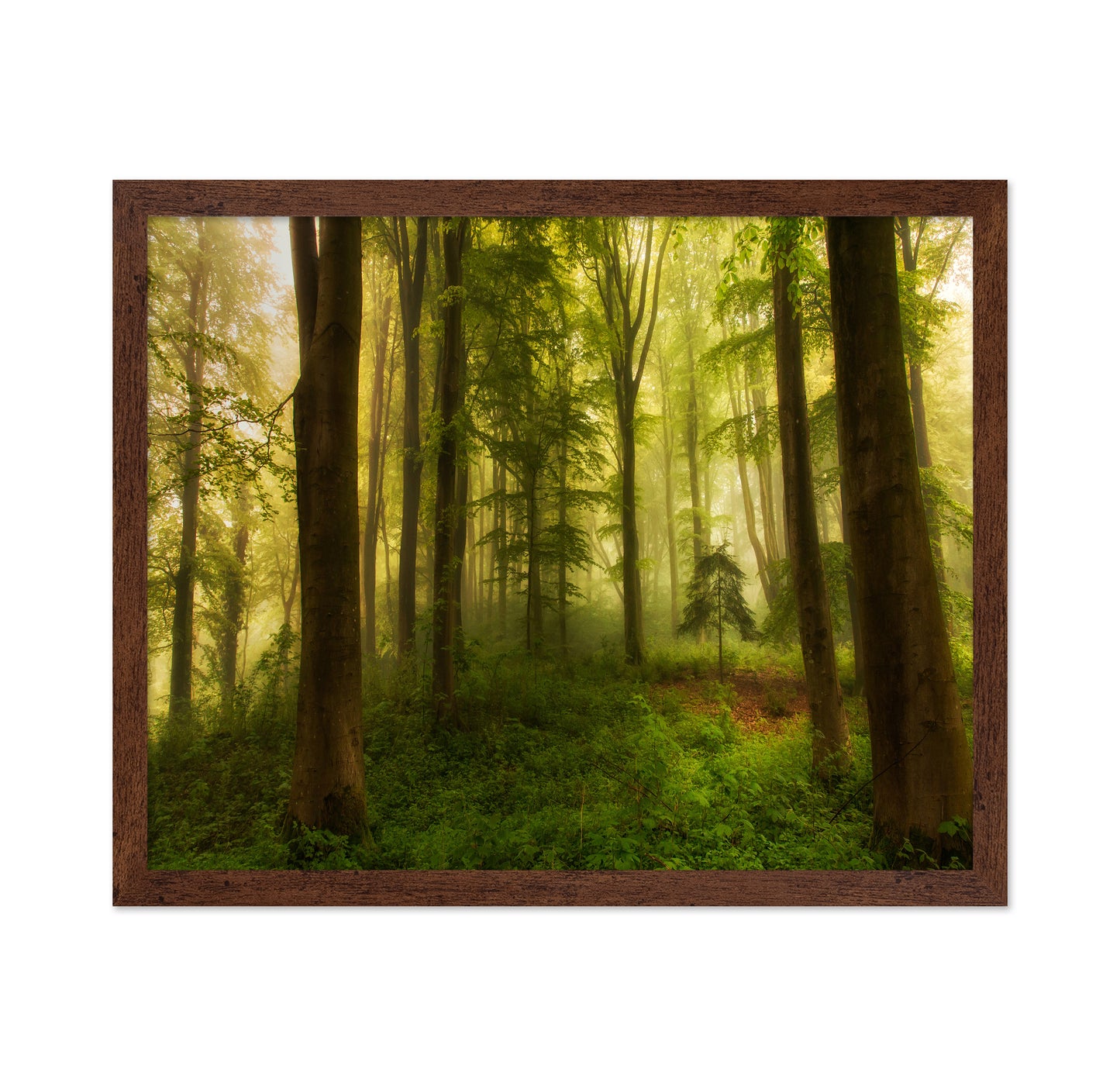 The Little Tree