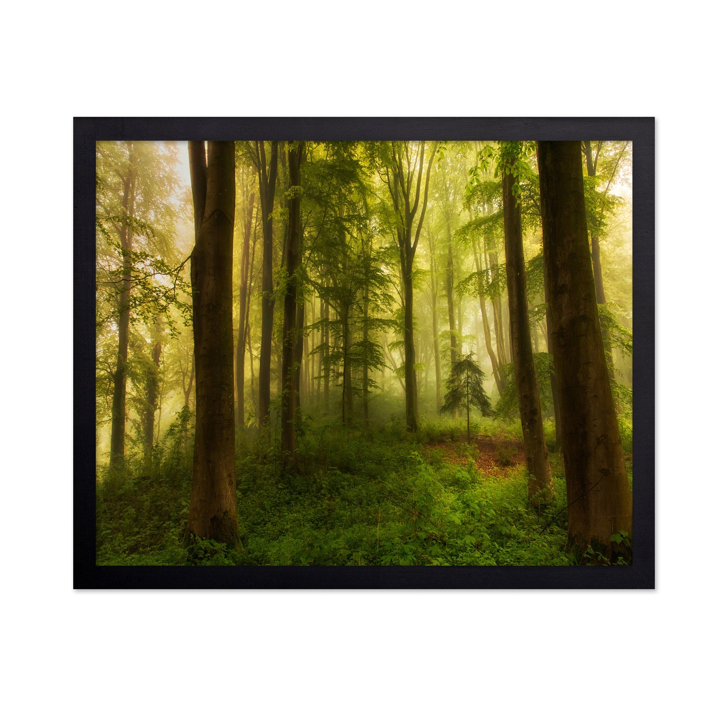 The Little Tree