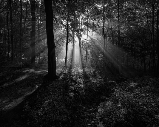 A Sunny Morning