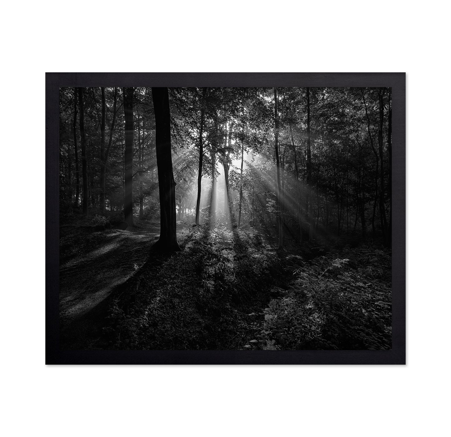 A Sunny Morning