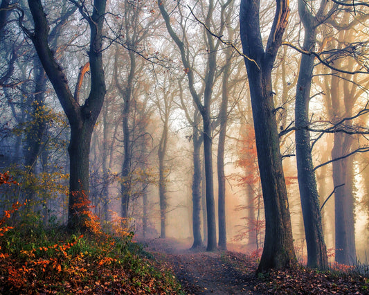The Forest Path