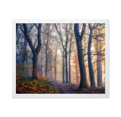 The Forest Path