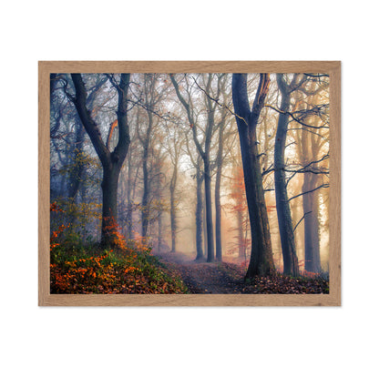 The Forest Path