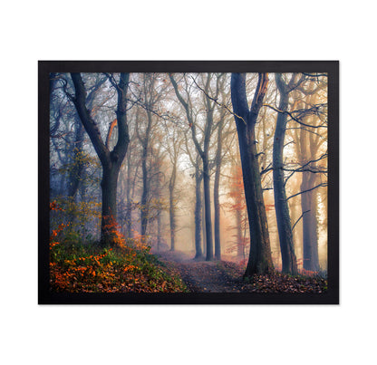The Forest Path