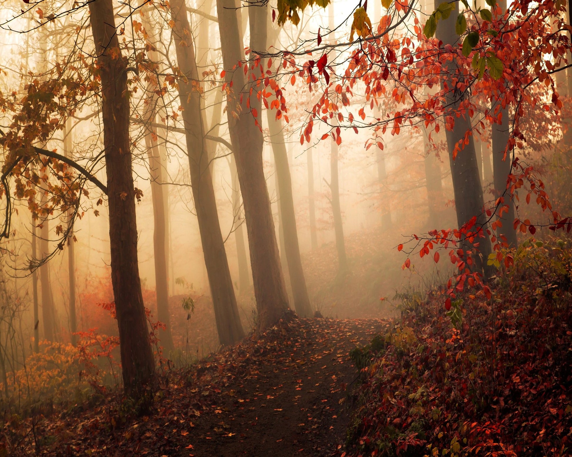 Autumn Path