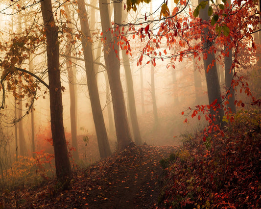 Autumn Path