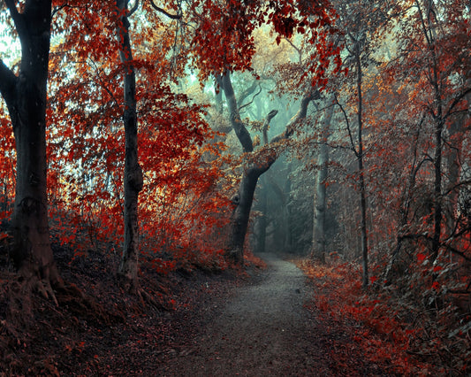The Red Forest
