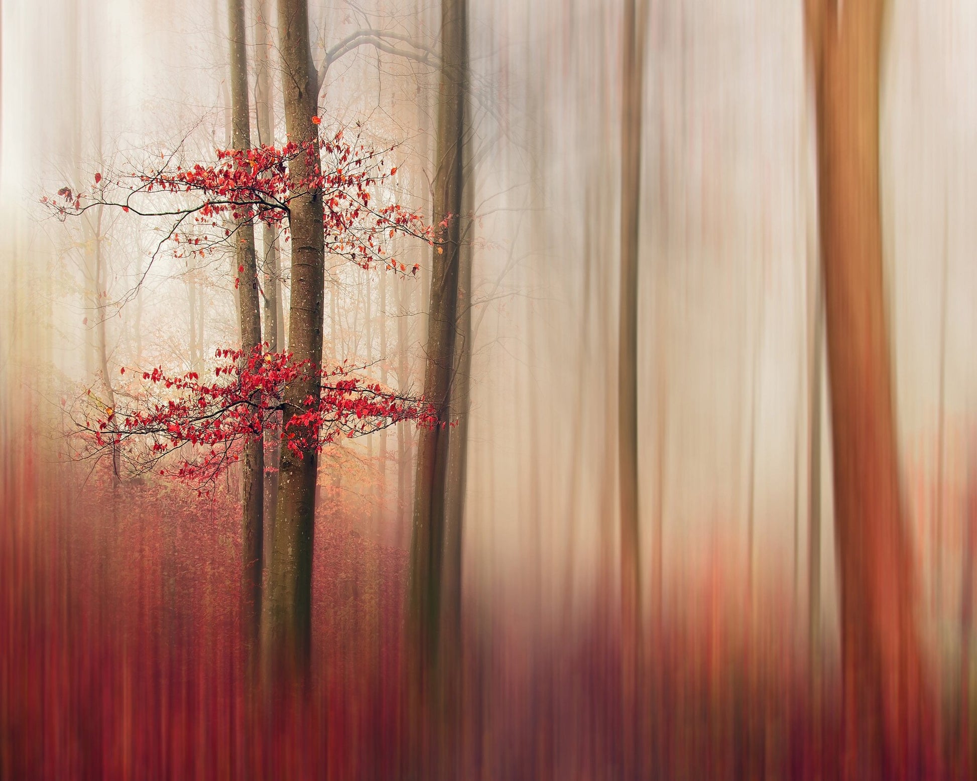 Red Leaves