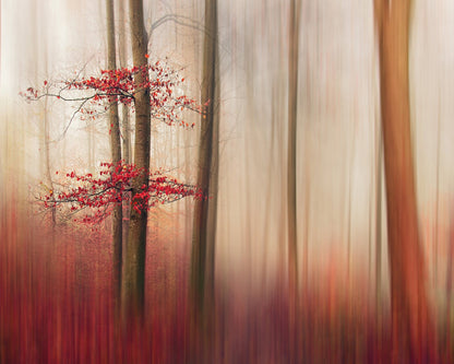 Red Leaves
