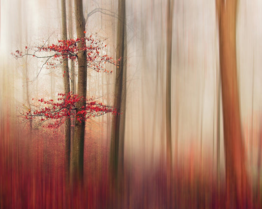 Red Leaves