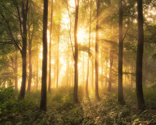 Light in the Forest