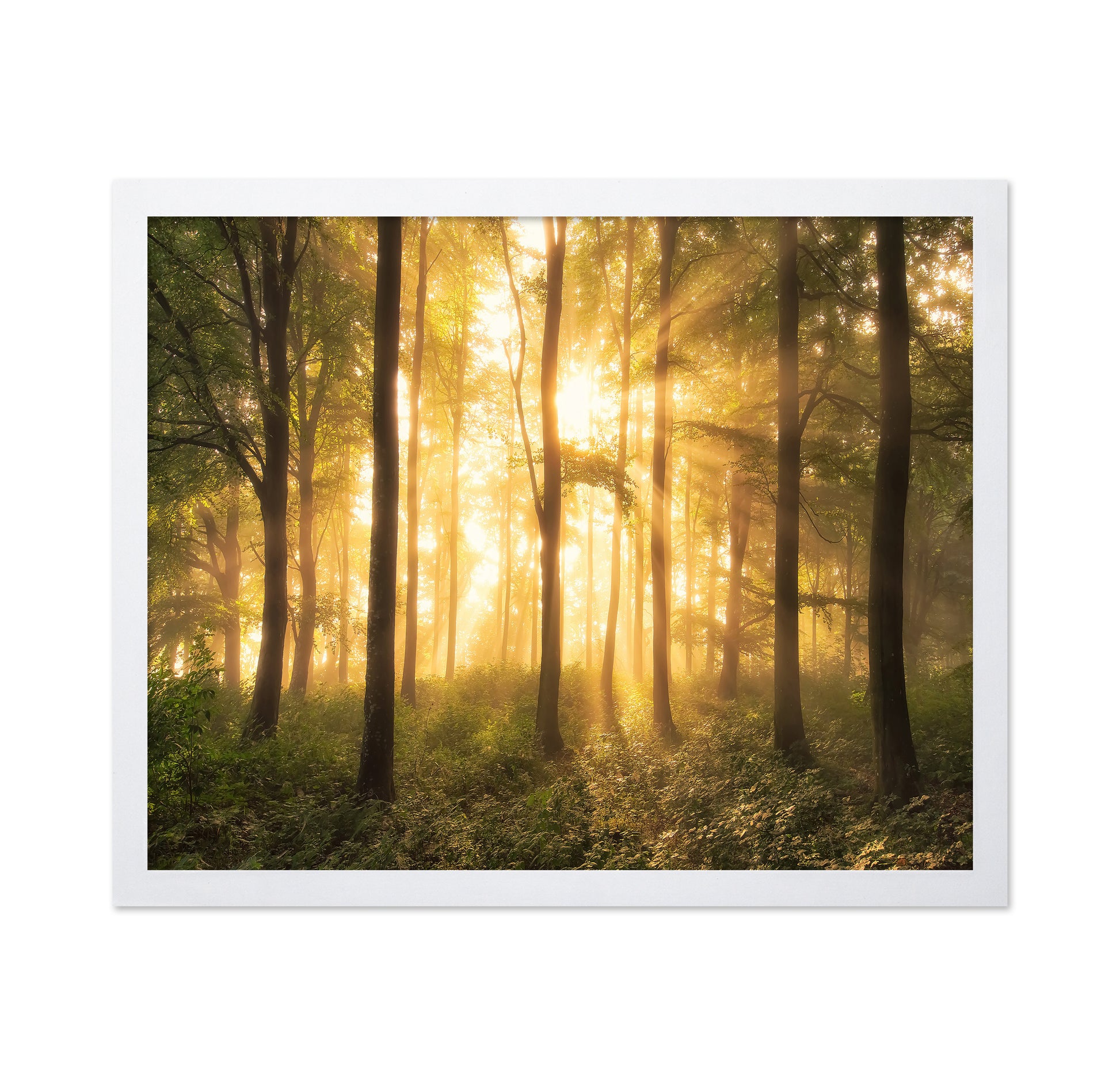 Light in the Forest