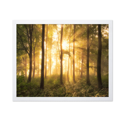 Light in the Forest