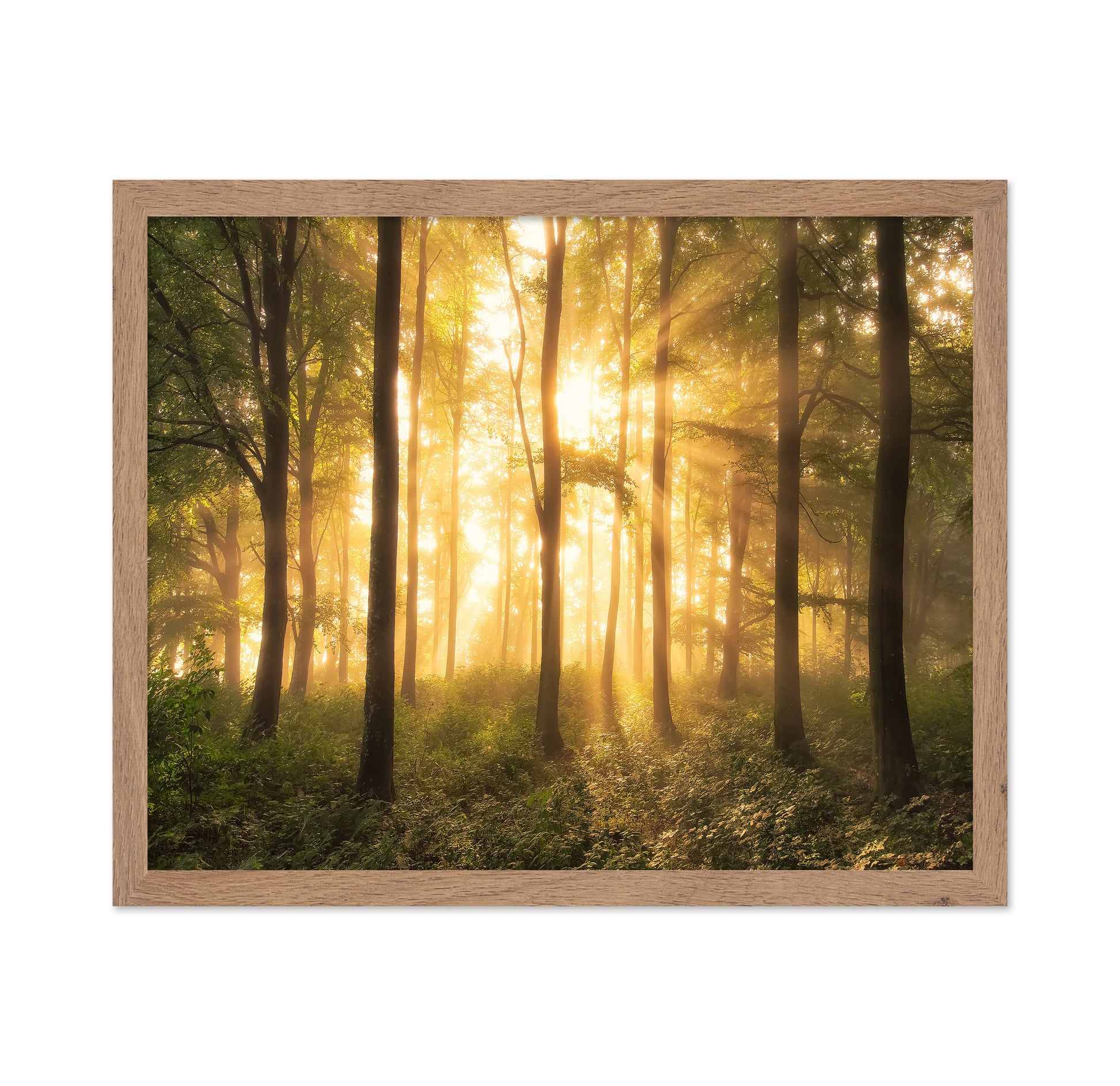 Light in the Forest