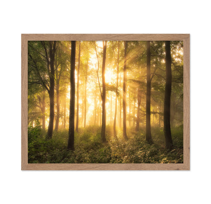 Light in the Forest