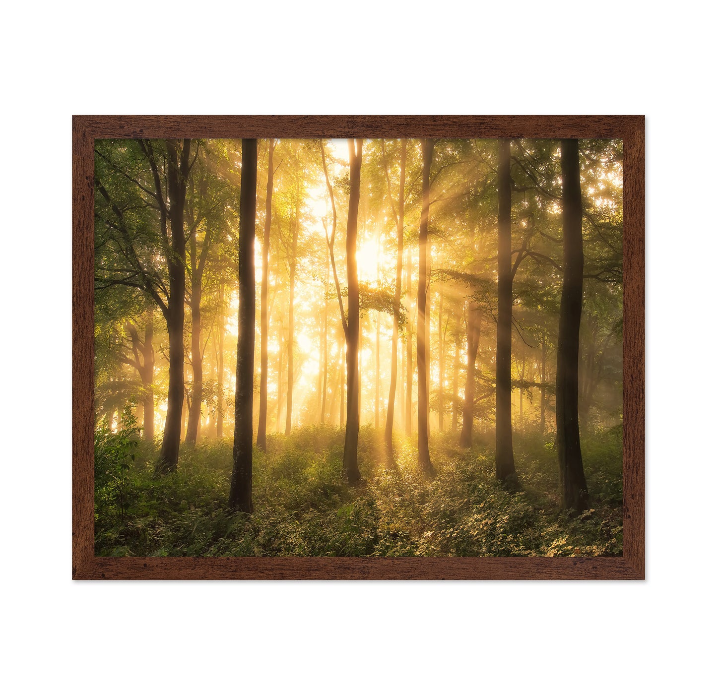 Light in the Forest