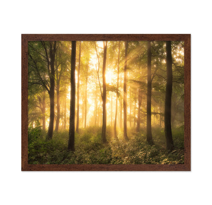 Light in the Forest