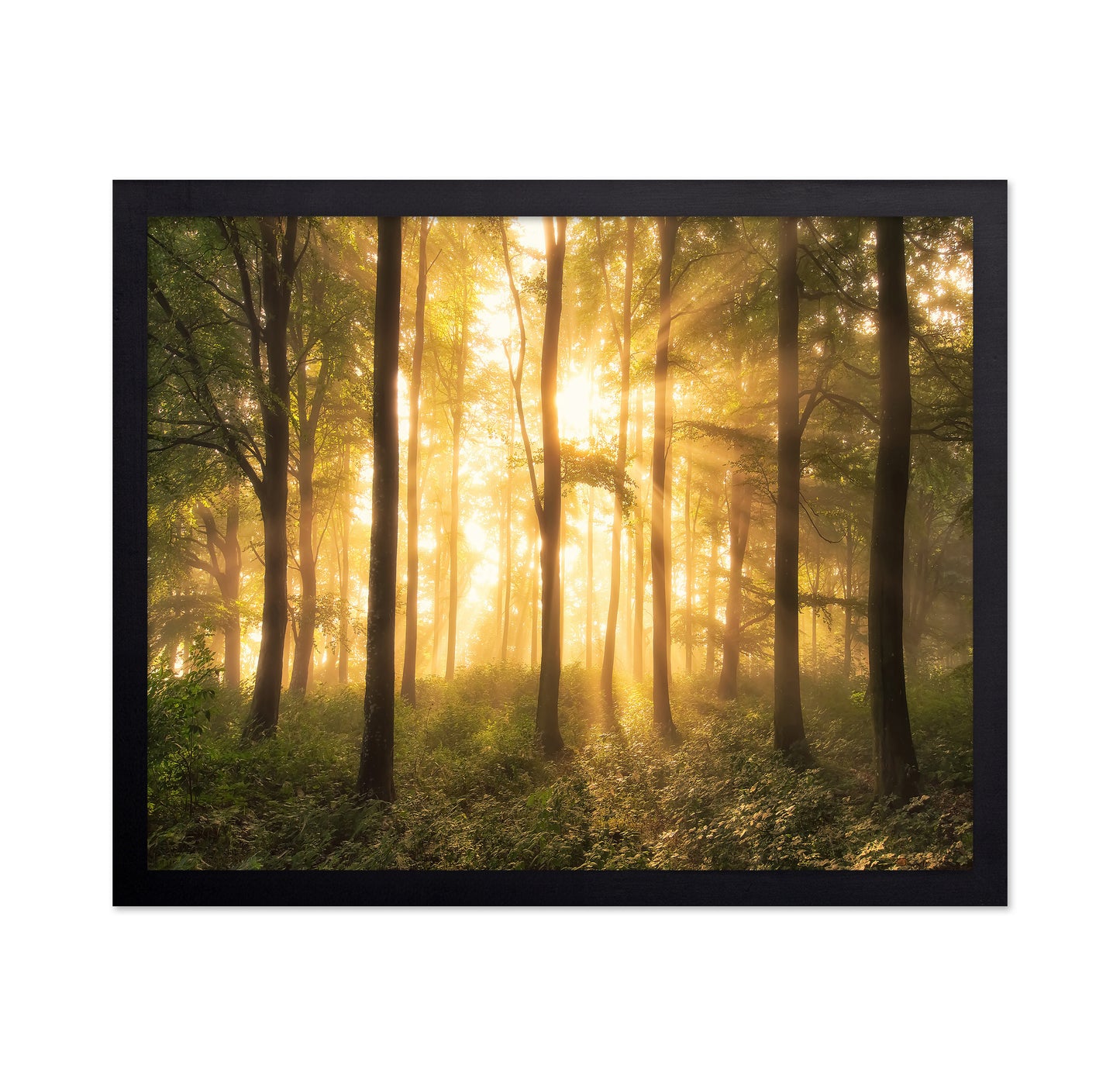 Light in the Forest