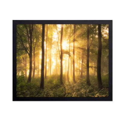 Light in the Forest