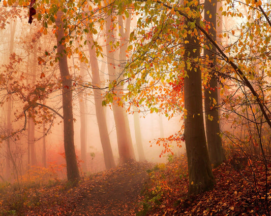 Calm Walk in Colors