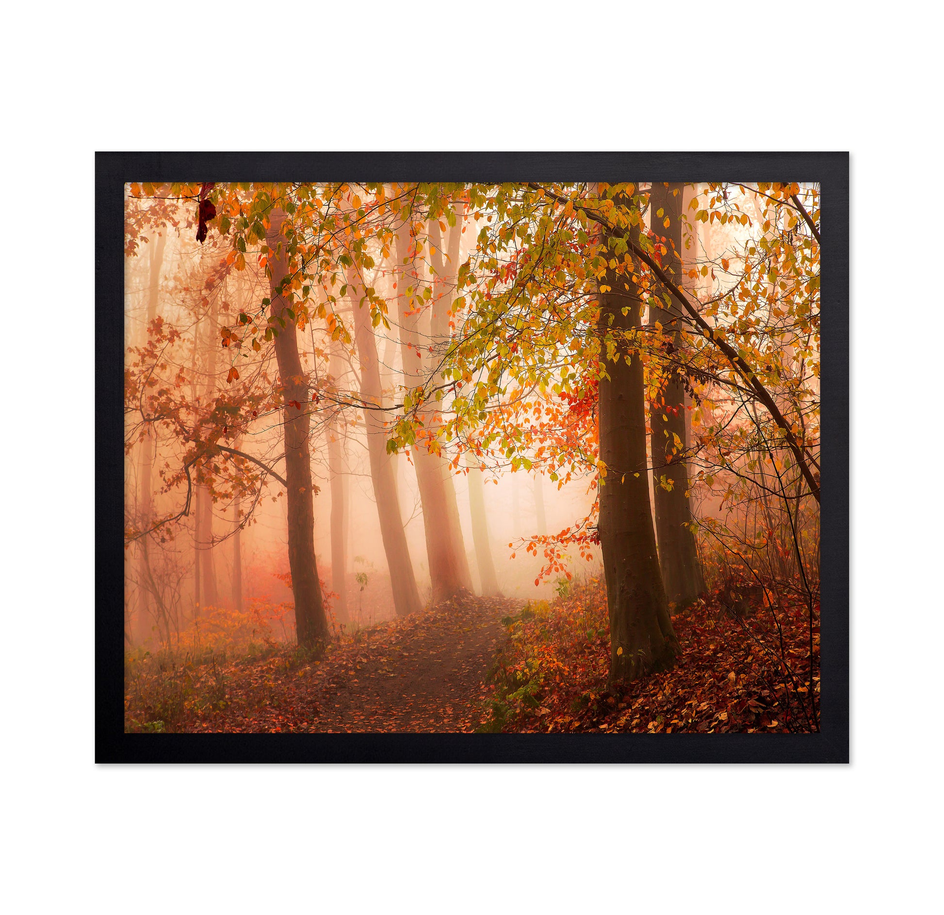 Calm Walk in Colors