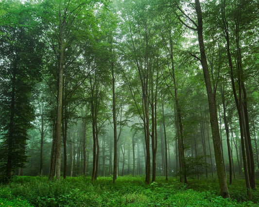 Forest View No 2