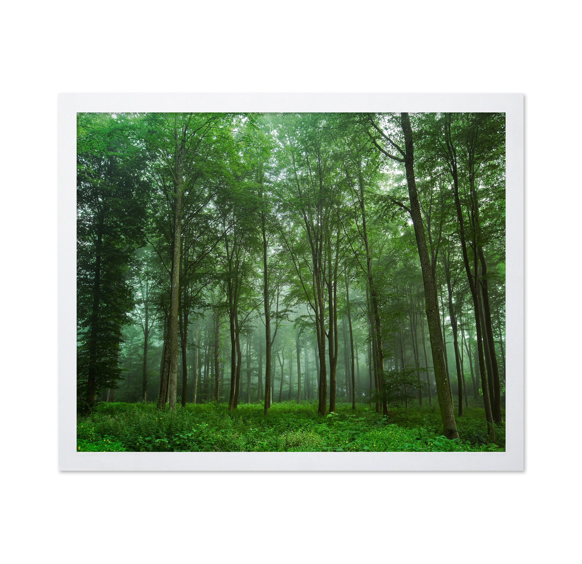 Forest View No 2