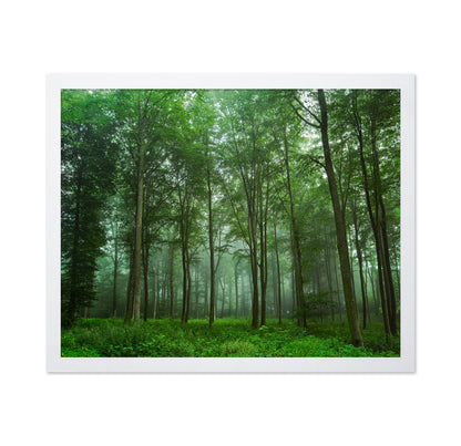 Forest View No 2